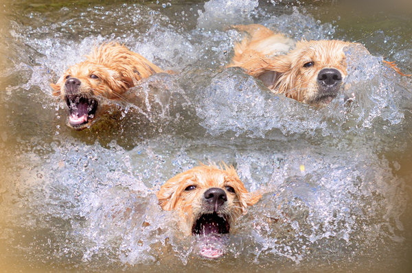 Hundespass im/am Wasser